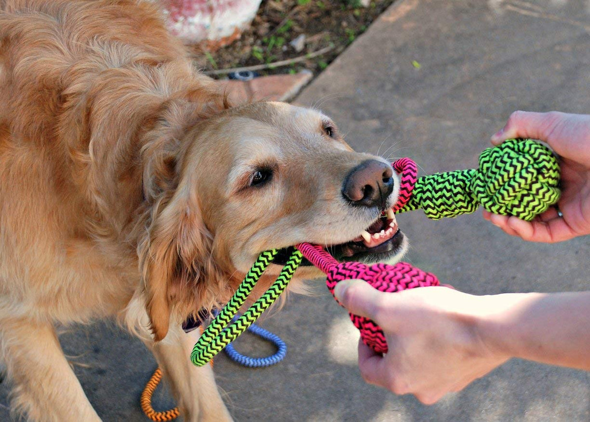 Dog Toys
